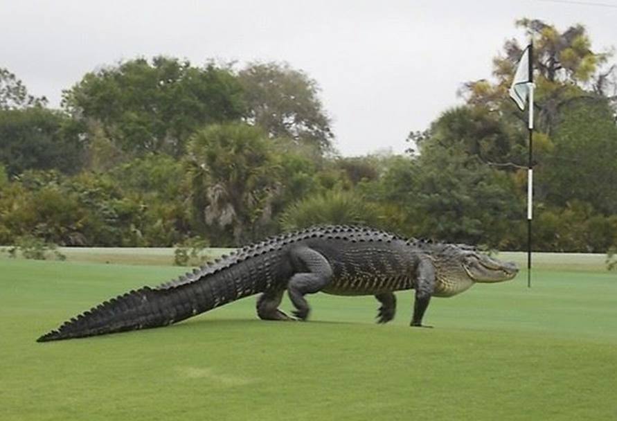 Myakka Pines Golf Club in Englewood, in Florida: giocatore di golf speciale... Action